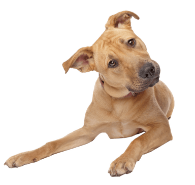 embedded size picture of  kutya