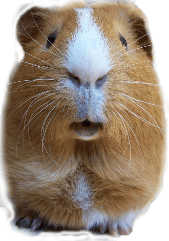 embedded size picture of  tengerimalac